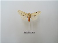 藏品(菊池污燈蛾)的圖片